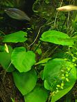    (Anubias barteri var. "Broad leaf")