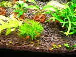 moss sp 610 (7)