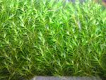 Fissidens fontanus (1)