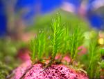 Fissidens sp. Himehouougoke (2)