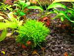 moss sp 610 (9)