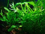 Microsorum pteropus Windelov
