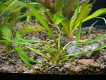   (Cryptocoryne parva)