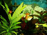 PIC 0966