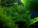Peacock Moss