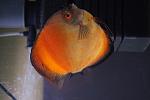DSC01235