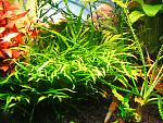 Microsorum sp. Trident (8)