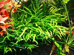 Microsorum sp. Trident (9)