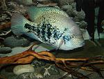 Vieja guttulata 