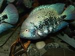 Vieja guttulata 