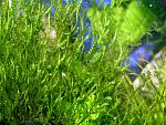 Flame Moss