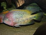 Vieja bifasciata 