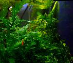 Bolbitis heudelotii