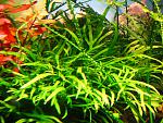 Microsorum sp. Trident (10)