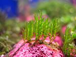 Fissidens sp. Himehouougoke (1)