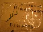 Fissidens sp. Himehouougoke