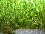 Fissidens fontanus (2)