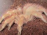 Nhandu vulpinus
