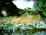 PIC 0971