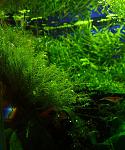 Fissidens fontanus