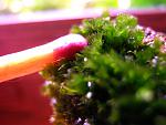 Fissidens splachnobryoides (3)