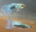 ���������� �������