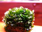 Fissidens splachnobryoides (1)