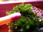Fissidens splachnobryoides (2)