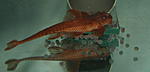 Rineloricaria sp. (L010A)  