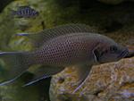 Neolamrologus splendens Zongwe 2