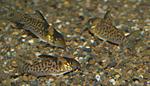 Corydoras melanistius