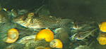 Corydoras melanistius