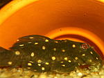 Hypancistus sp. L201
