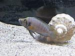 A. compressiceps 'Sumbu shell'