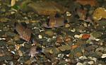 Corydoras panda