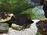 A. calvus 'black'