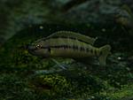 Telmatochromis sp. Zaire