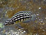Julidochromis marlieri 'Magara'