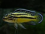 Julidochromis regani 'Kipilli'