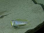Enantiopus melanogenys 'Kilesa'
