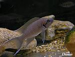 Neolamrologus splendens Zongwe 1