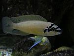 Chalinochromis brichardi