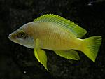 Neolamprologus mustax 'orange'