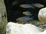  N. falcicula (cygnus)