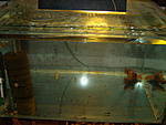  Rineloricaria sp. (L010A)