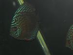 IMG 3460