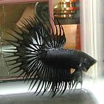 Betta splendens