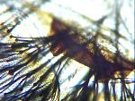 Nhandu chromatus L5