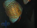 IMG 3458