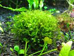 Homalia sp. Rosa moss   (3)